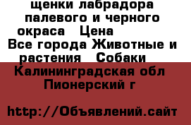 щенки лабрадора палевого и черного окраса › Цена ­ 30 000 - Все города Животные и растения » Собаки   . Калининградская обл.,Пионерский г.